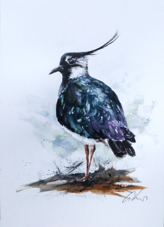 Lapwing, original watercolour painting. - 1