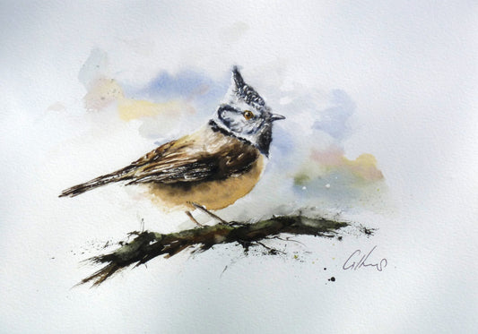 Crested Tit - 1