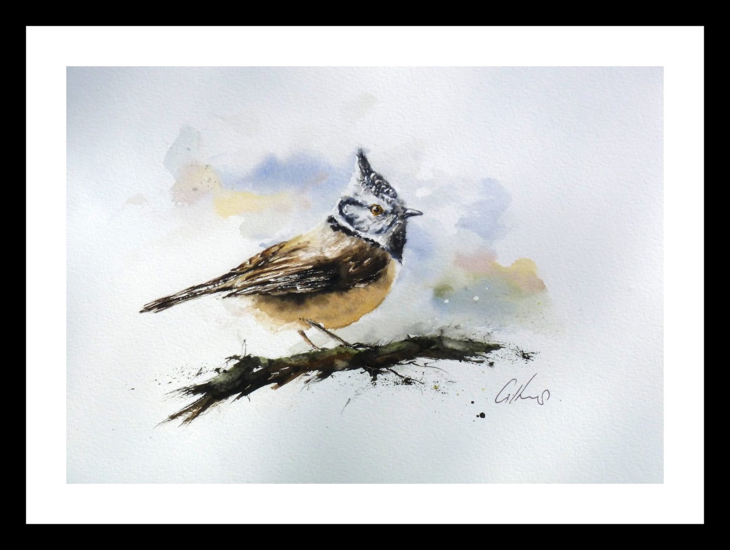 Crested Tit - 2