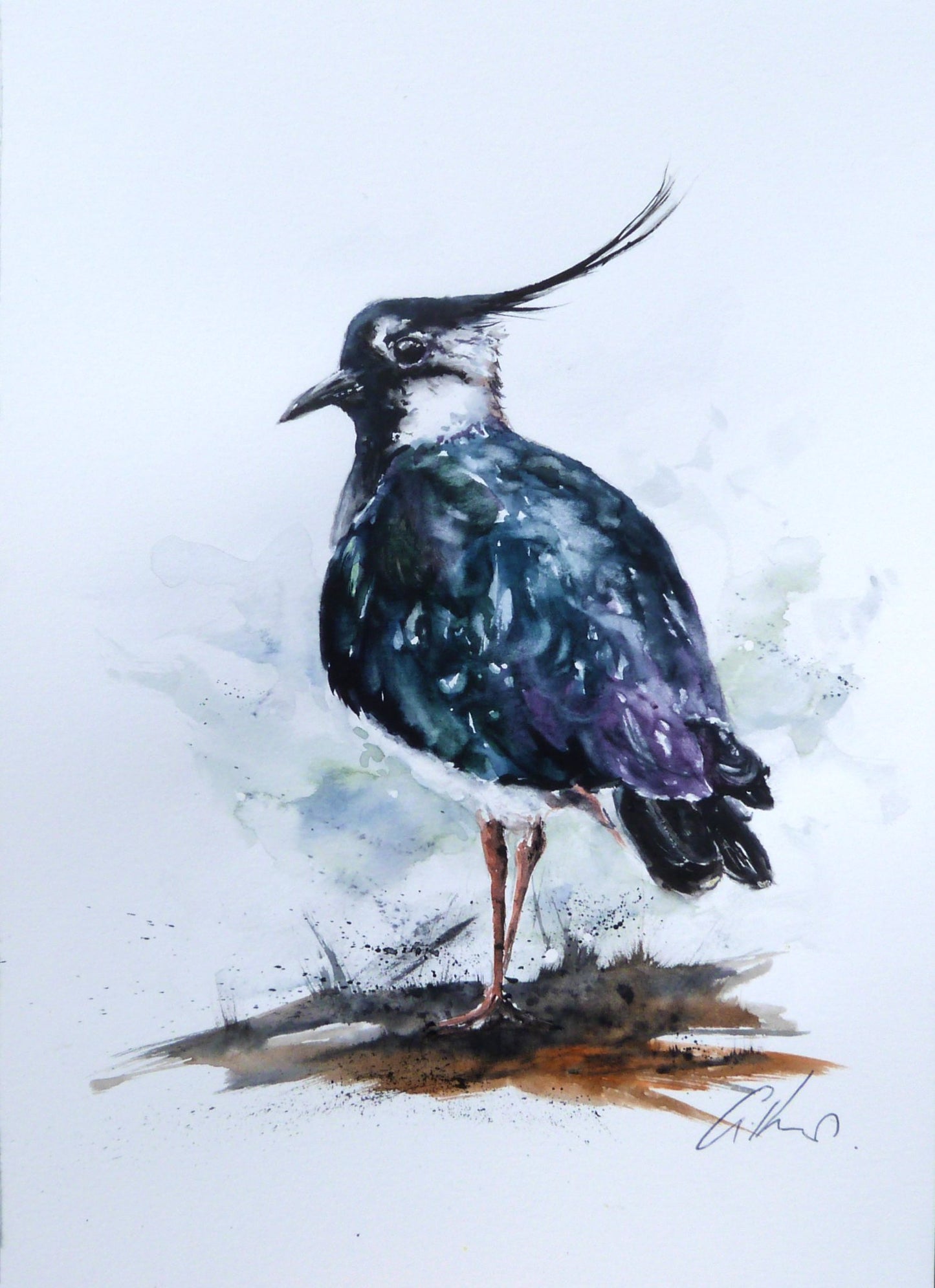 Lapwing, original watercolour painting. - 1