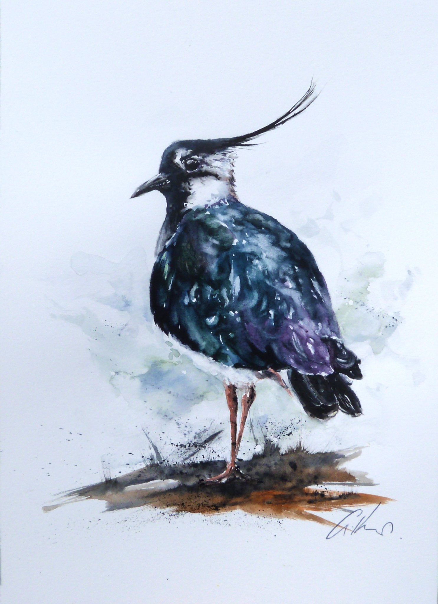 Lapwing, original watercolour painting. - 1