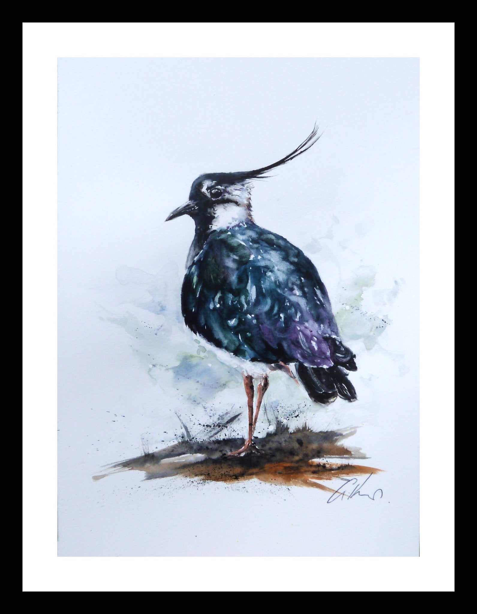 Lapwing, original watercolour painting. - 2