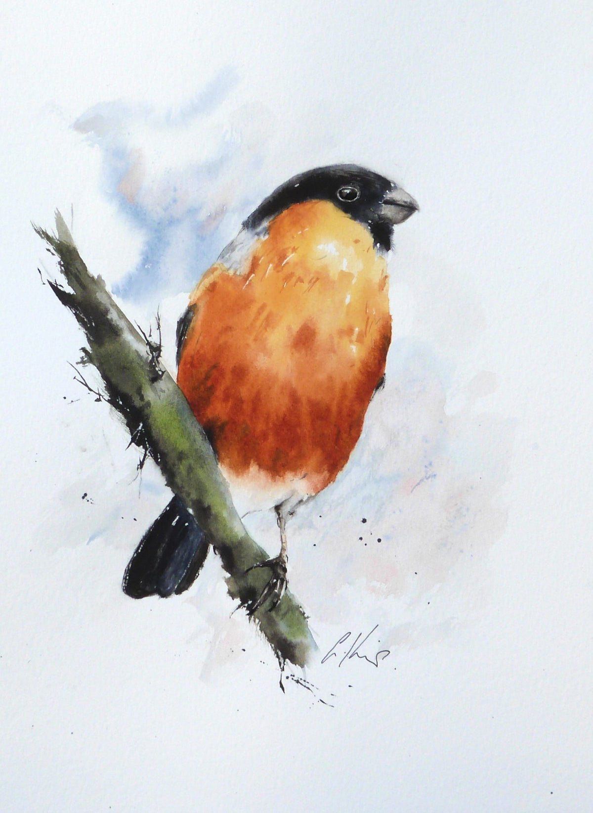 65538f7a329f1a3a70a34bd9_bullfinch-watercolour-by-graham-kemp_1786175678290.jpg