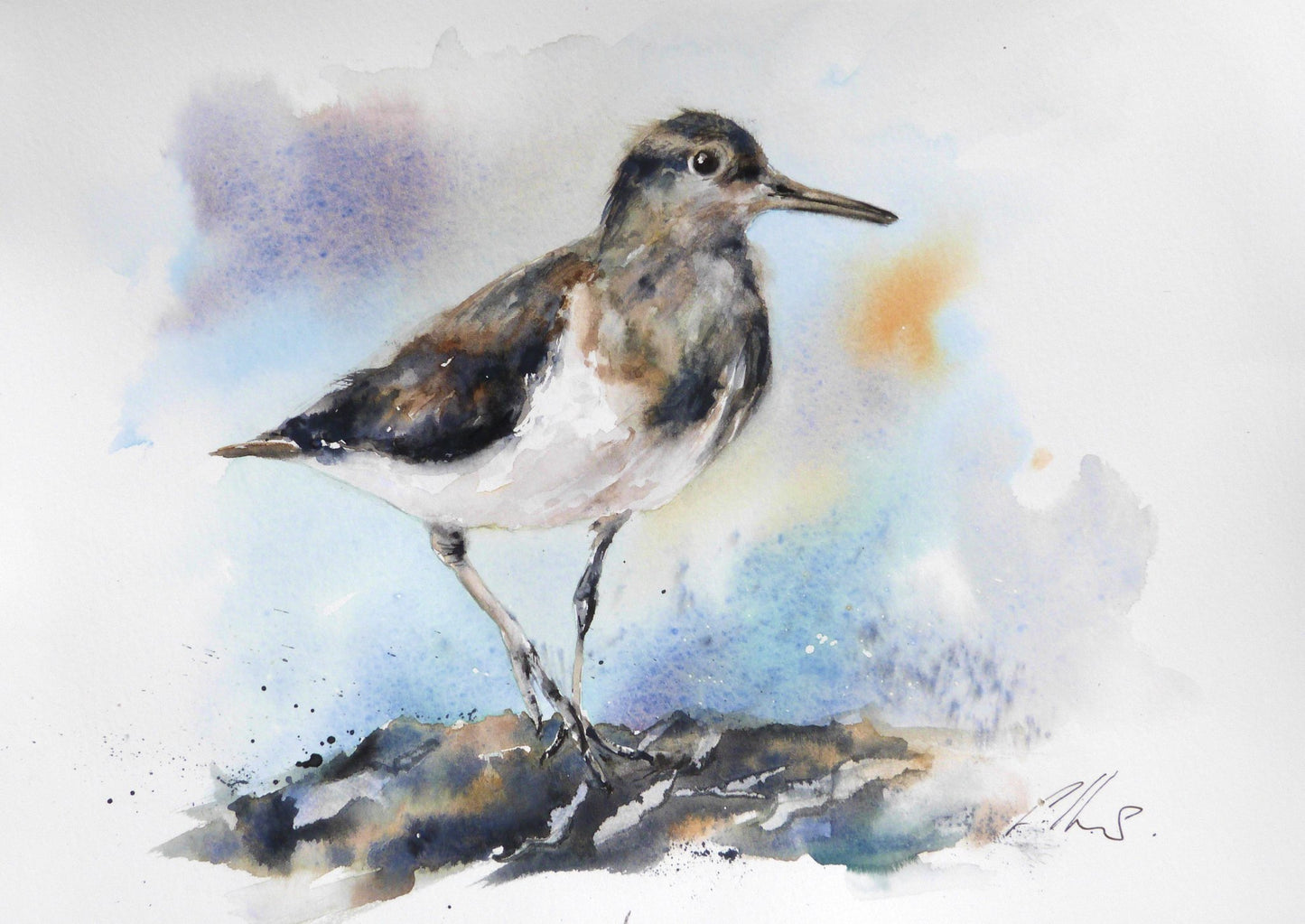 65538f7a329f1a3a70a34bd9_common-sandpiper-watercolour-by-graham-kemp_1776345963080.jpg