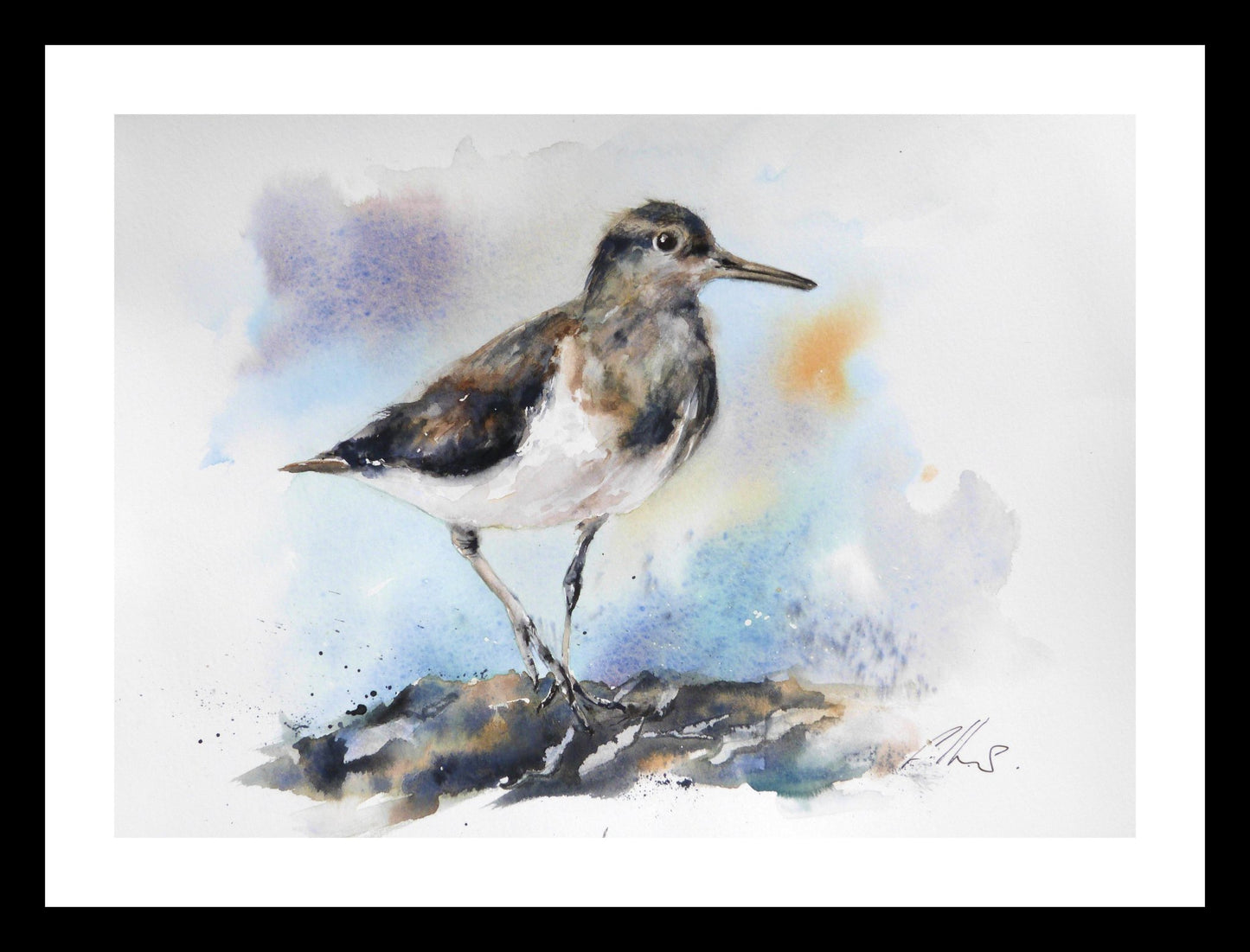 65538f7a329f1a3a70a34bd9_common-sandpiper-watercolour-by-graham-kemp_1776345988461.jpg