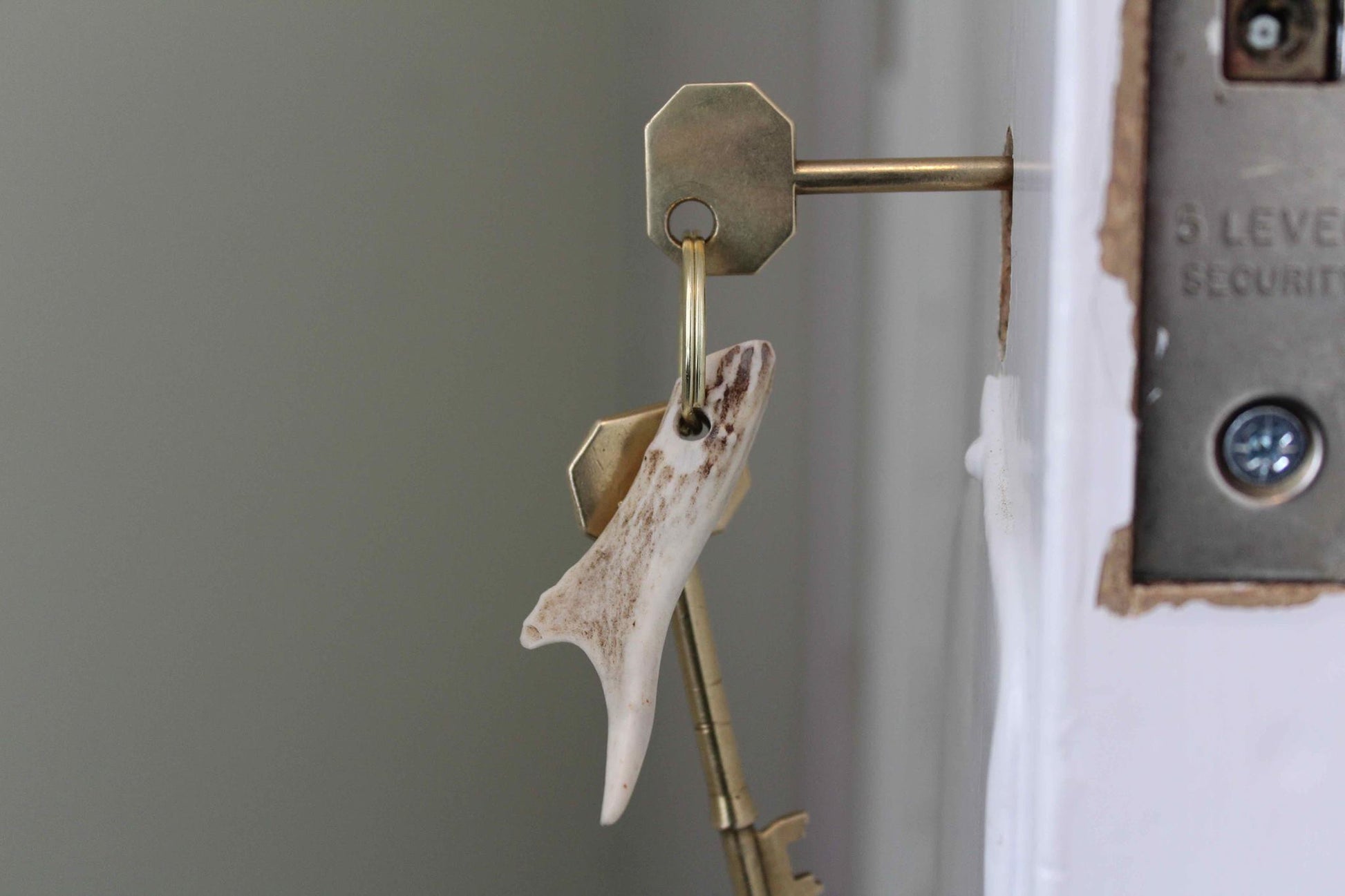 65538f7a329f1a3a70a34bd9_roe-deer-antler-key-ring-in-door_1760099227391.jpg