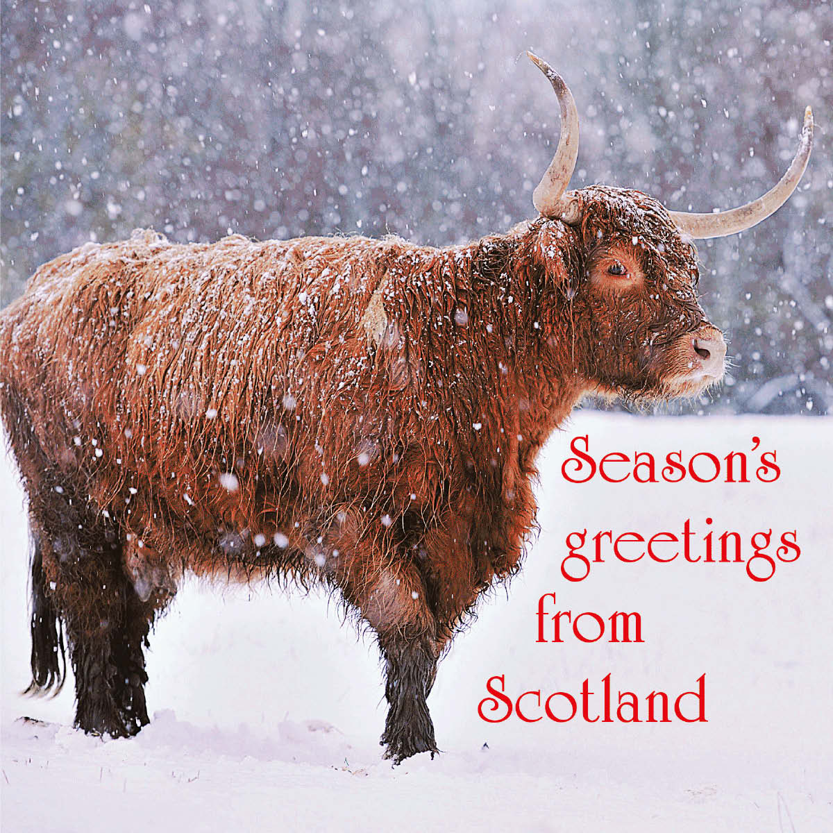 Season's Greetings from Scotland Card