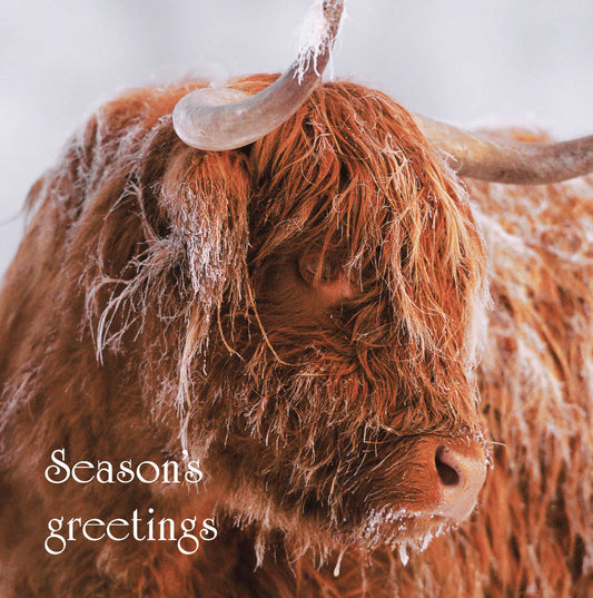 Season's Greeting Highland Cow Card
